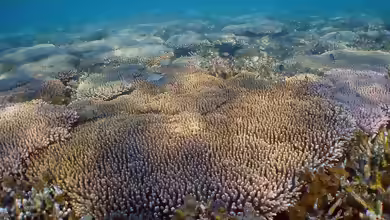 Acropora millepora im Aquarium halten