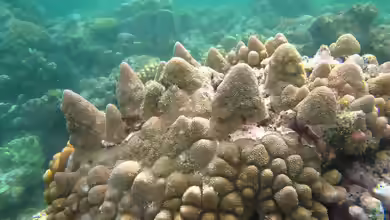 Acropora monticulosa im Aquarium halten
