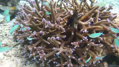 Acropora muricata im Aquarium halten
