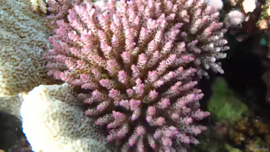 Acropora nana im Aquarium halten