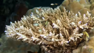Acropora nasuta im Aquarium halten