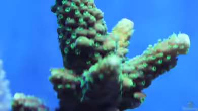 Acropora natalensis im Aquarium halten