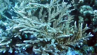 Acropora nobilis im Aquarium halten