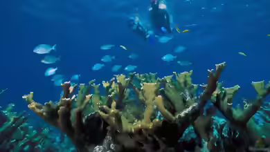 Acropora palmata im Aquarium halten