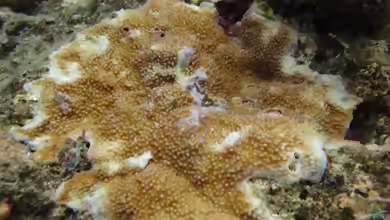 Acropora palmerae im Aquarium halten