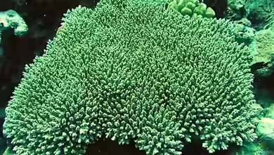Acropora paniculata im Aquarium halten