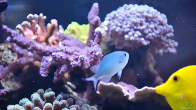 Acropora plumosa im Aquarium halten