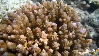 Acropora polystoma im Aquarium halten