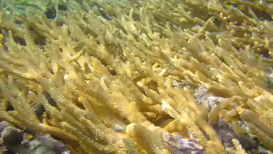 Acropora prolifera im Aquarium halten