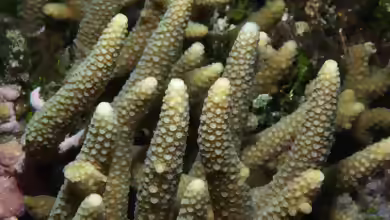 Acropora pulchra im Aquarium halten