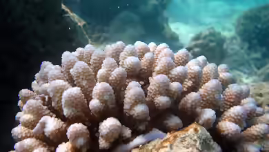 Acropora retusa im Aquarium halten