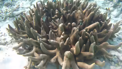 Acropora robusta im Aquarium halten