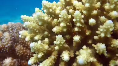 Acropora rosaria im Aquarium halten