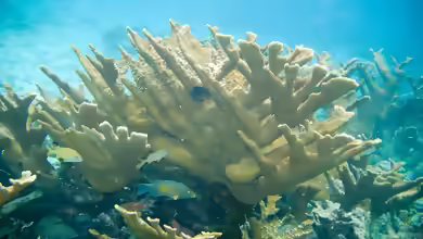 Acropora rufa im Aquarium halten