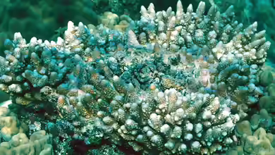 Acropora samoensis im Aquarium halten