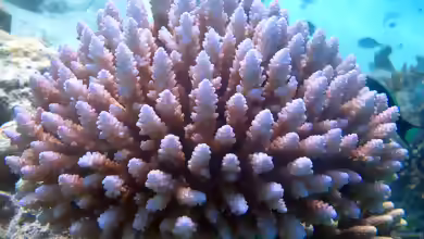 Acropora sarmentosa im Aquarium halten