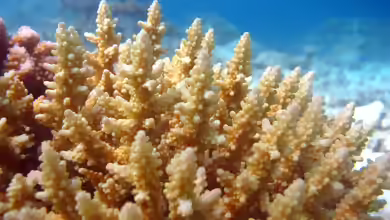 Acropora secale im Aquarium halten