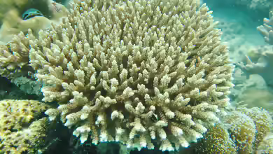 Acropora selago im Aquarium halten