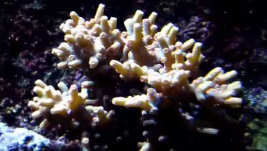 Acropora speciosa im Aquarium halten