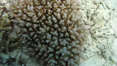 Acropora squarrosa im Aquarium halten