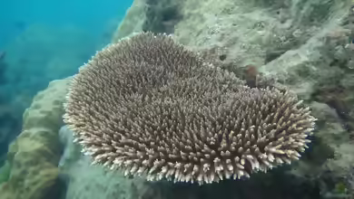Acropora subulata im Aquarium halten