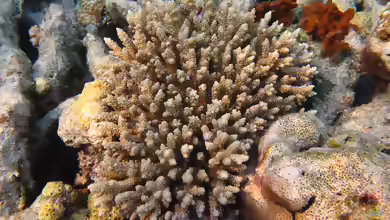 Acropora tenuis im Aquarium halten
