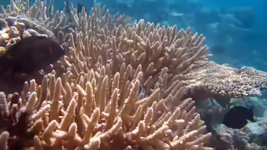Acropora valenciennesi im Aquarium halten