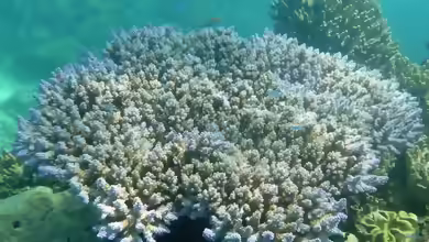 Acropora valida im Aquarium halten