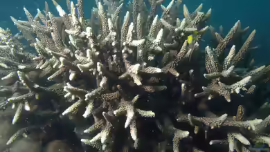 Acropora vaughani im Aquarium halten