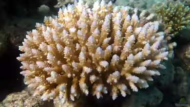 Acropora vermiculata im Aquarium halten