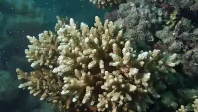 Acropora verweyi im Aquarium halten
