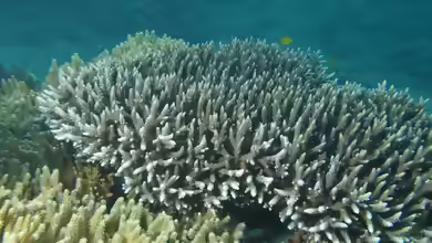 Acropora yongei im Aquarium halten