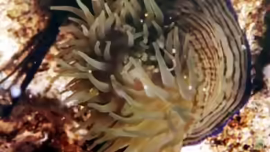 Actinia cari im Aquarium halten