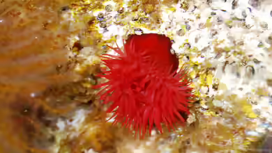 Actinia equina im Aquarium halten
