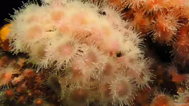 Actinia fragacea im Aquarium halten