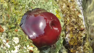 Actinia mediterranea im Aquarium halten