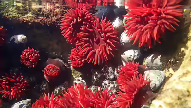 Actinia tenebrosa im Aquarium halten