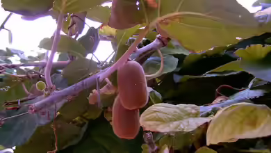 Actinidia chinensis im Garten pflanzen
