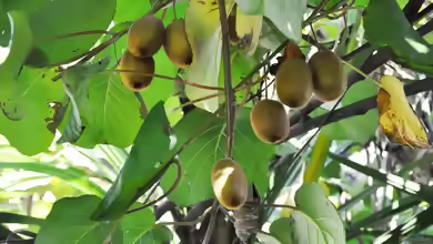 Actinidia deliciosa im Garten pflanzen