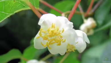 Actinidia polygama im Garten pflanzen