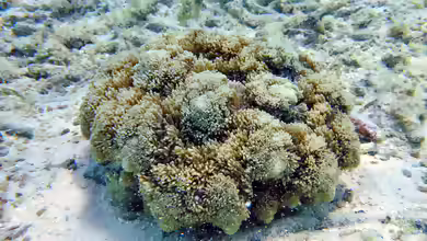 Actinodendron arboreum im Aquarium halten