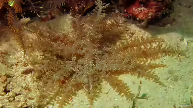 Actinodendron glomeratum im Aquarium halten