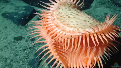 Actinoscyphia aurelia im Aquarium halten