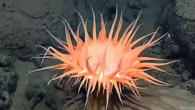 Actinostola chilensis im Aquarium halten