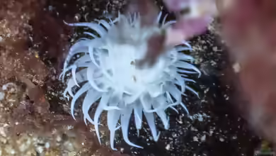 Actinothoe sphyrodeta im Aquarium halten