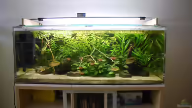 Acyl-Aquarium Vor- und Nachteile