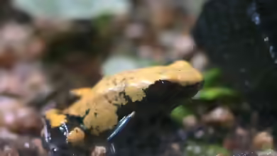 Adelphobates galactonotus im Terrarium halten