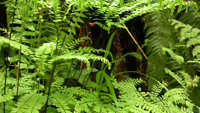 Adiantum pedatum im Garten pflanzen
