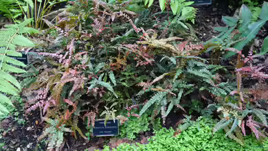Adiantum pubescens im Terrarium pflanzen