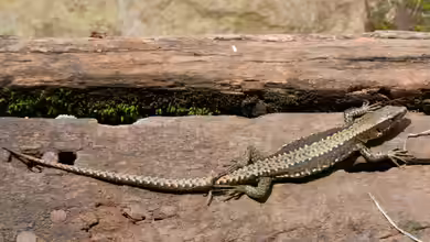 Adolfus jacksoni im Terrarium halten